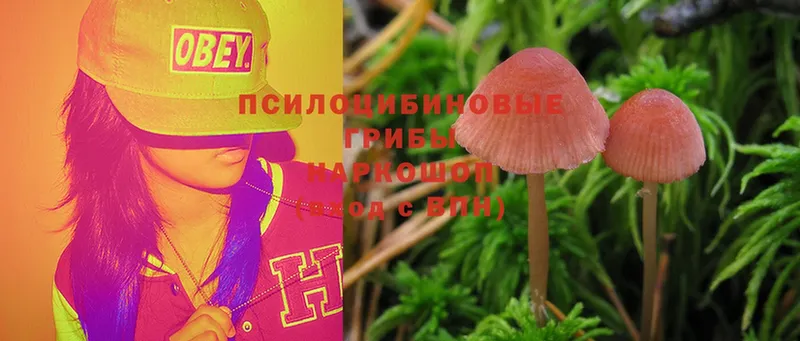 мега tor  Нерехта  Псилоцибиновые грибы Psilocybine cubensis 